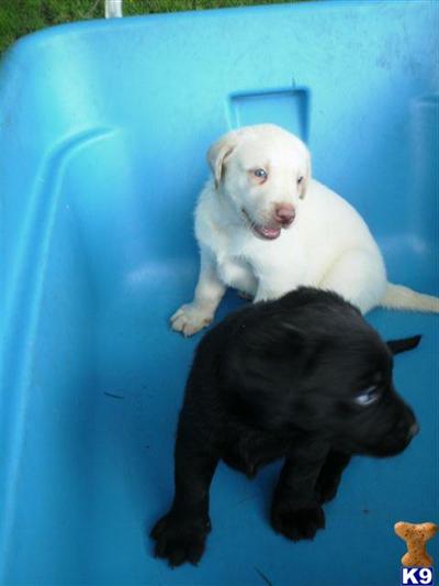 Puppies in IA